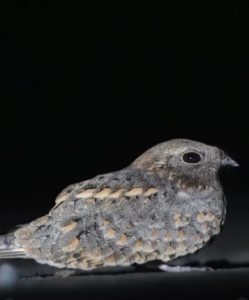 Tarian Burung Nightjar yang Bikin Netizen Terpesona