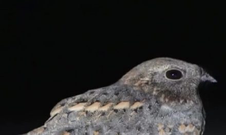 Tarian Burung Nightjar yang Bikin Netizen Terpesona